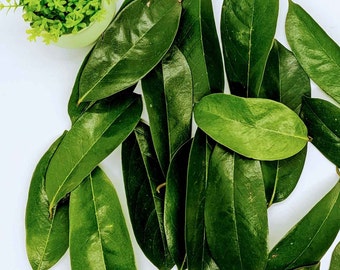 500+ Soursop Leaves 100% Organic from Ceylon