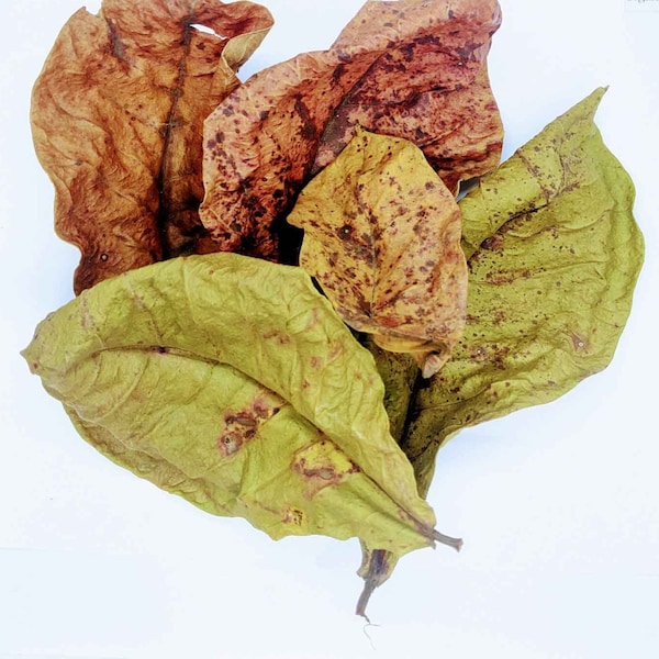 50 Pcs - Catappa leaves,Almond Leaves dried,Dried Betta Leaves,Ketapang Leaf Shrimp Betta Fish Aquarium Care | Cleaned & Sun Dried