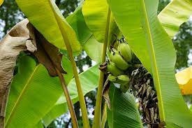 100 Pcs Dried Banana Leaves Natural Food Shrimp, Pet Supplies  Aquariums,natural Water Cleaner 