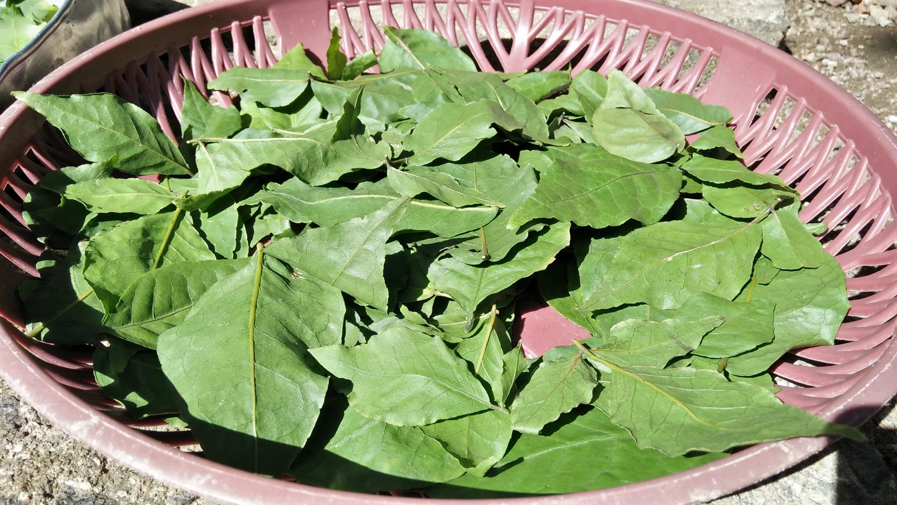 Bael Leaves Bel Leaves Dried Bael Leaves Half Sundried Etsy