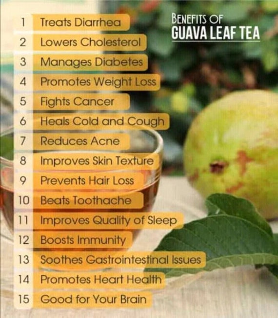 500 Guava Leavesdried Guava Leaves 100% Dried Guava Leaves - Etsy 500 Guava Leavesdried Guava Leaves 100% Dried Guava Leaves - Etsy