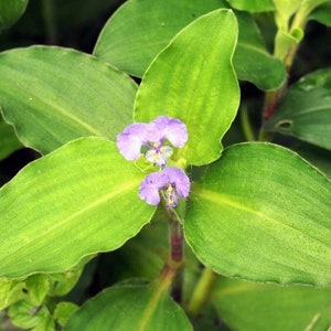 200+ Dried Commelina diffusa Leaves,Spreading Dayflower ,Climbing Dayflower, Scurvy Weed ,Creeping Dayflower