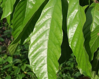 500+ Dry Cacao leafs,Dried Cacao Leafs,Dried CacaoLeaves,Chocolate Theobroma Cacao,Malvaceae,Forastero,Criolloandtrinitario,organic