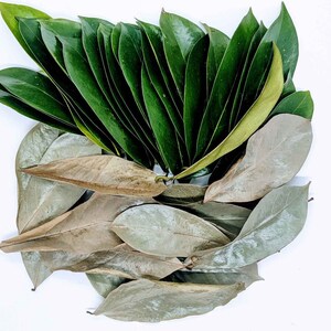 Plus de 500 feuilles de corossol 100 % biologiques de Ceylan 25 Leaves