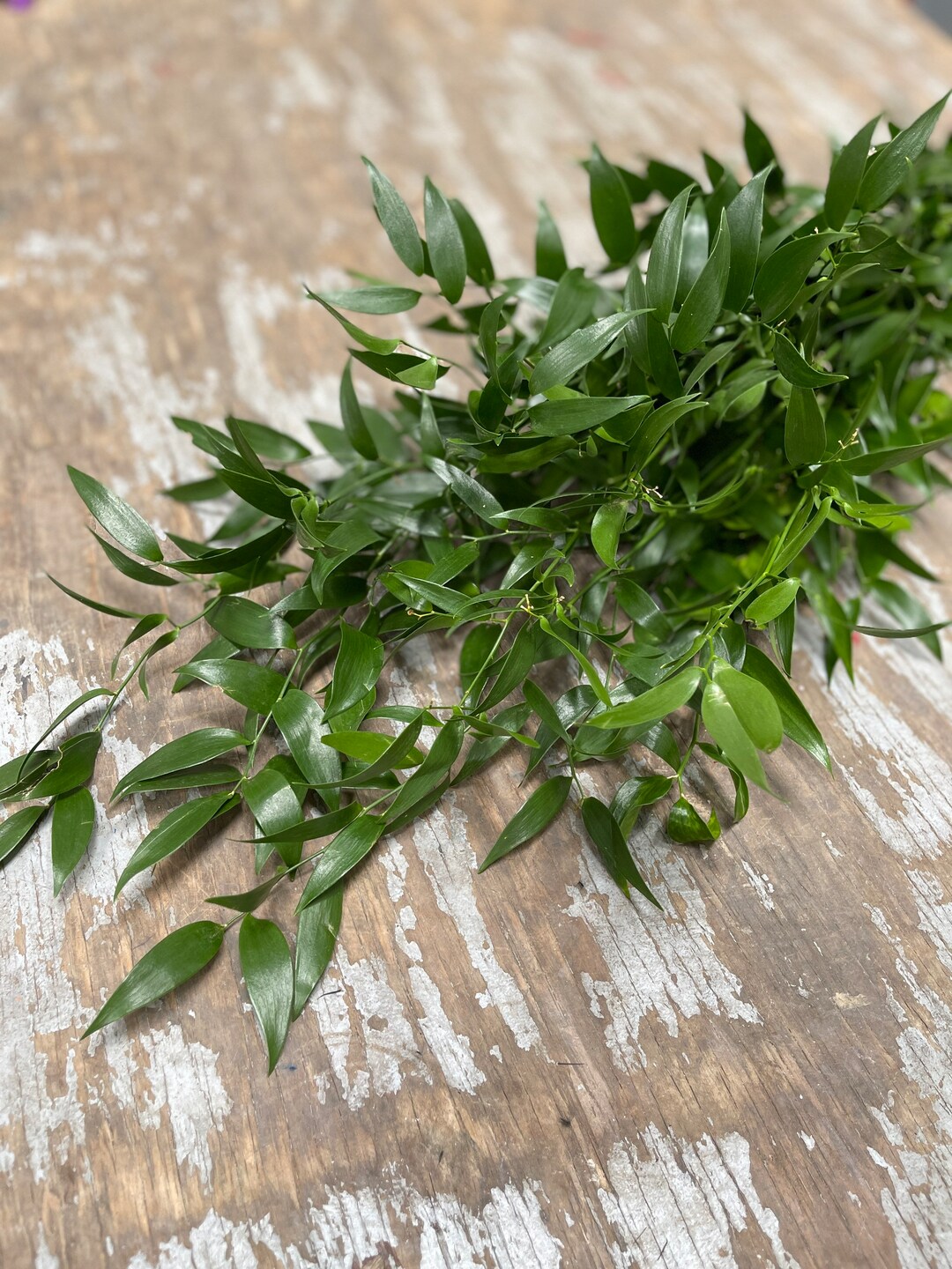 Italian Ruscus Bunch 10 Stem Fresh Ruscus Bundle Wedding Etsy