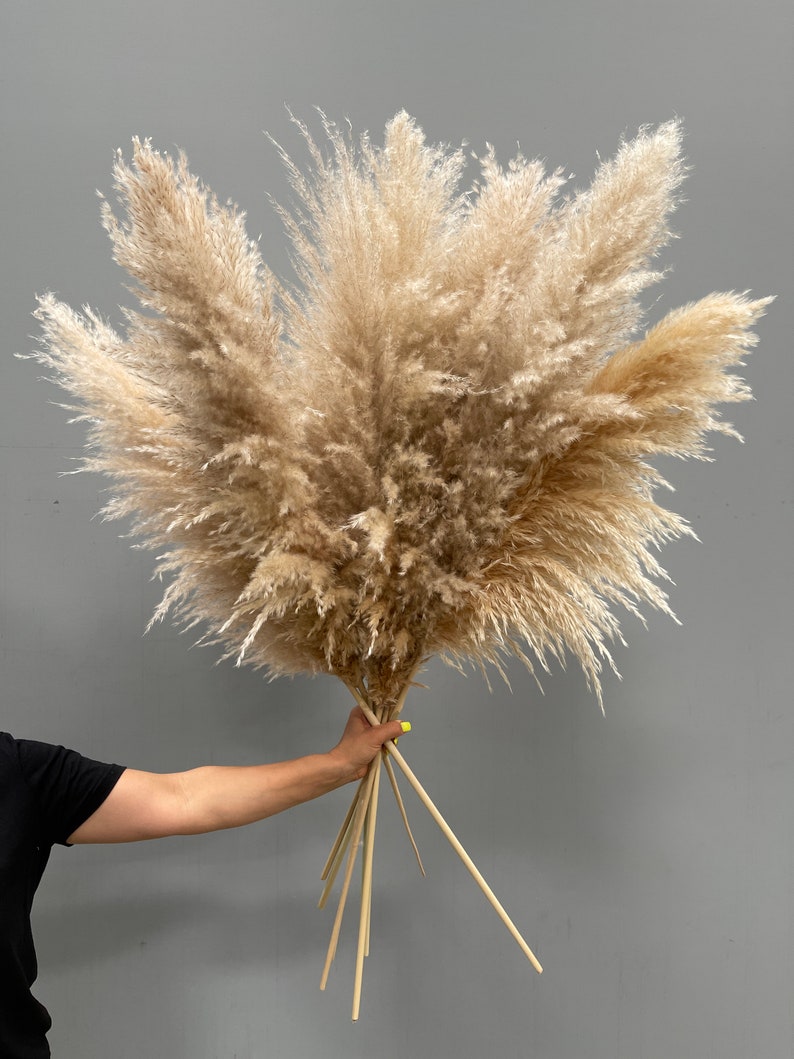 4FT Jumbo Xtra Fluffy Soft Pampas Grass / Natural Beige Fluffy Etsy