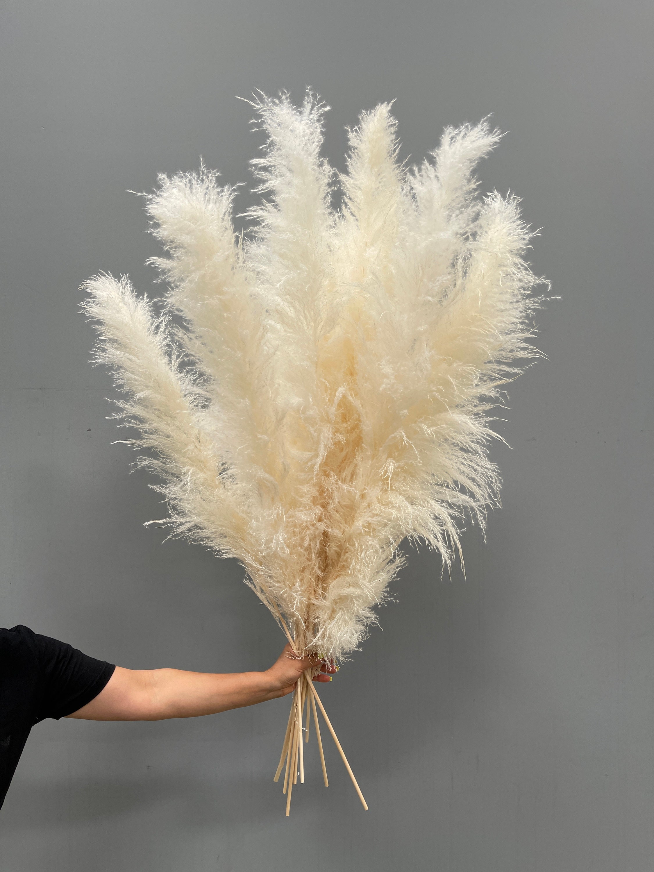 6 XL Cream White Pampas Grass / Lavish 4 FT Fluffy & Soft Etsy