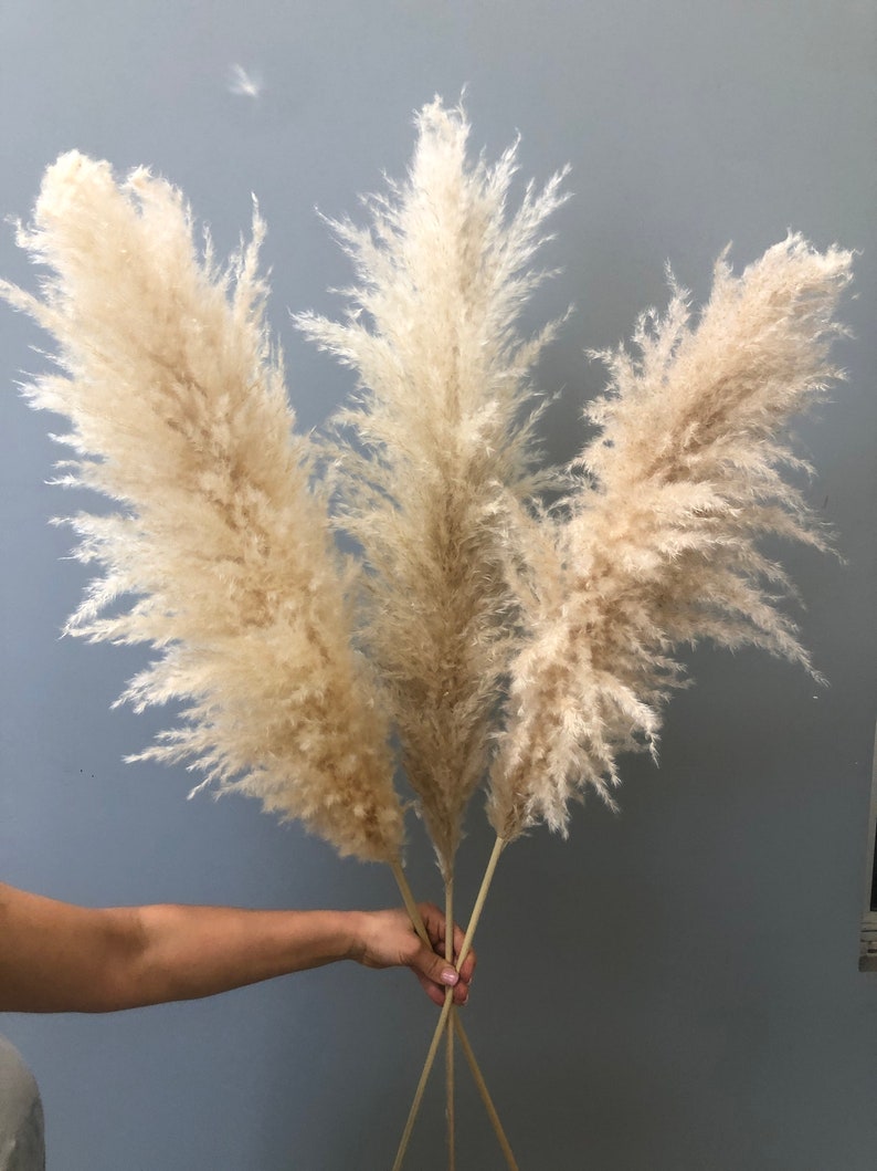 4FT Jumbo Xtra Fluffy Soft Pampas Grass / Natural Beige Fluffy Etsy