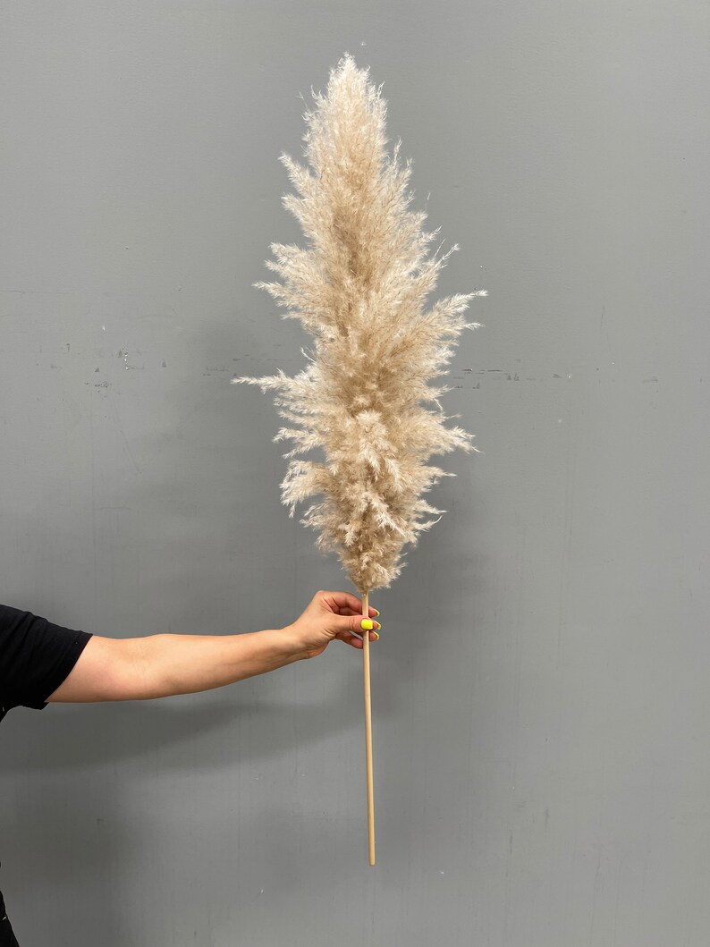4FT Jumbo Xtra Fluffy Soft Pampas Grass / Natural Beige Fluffy Etsy