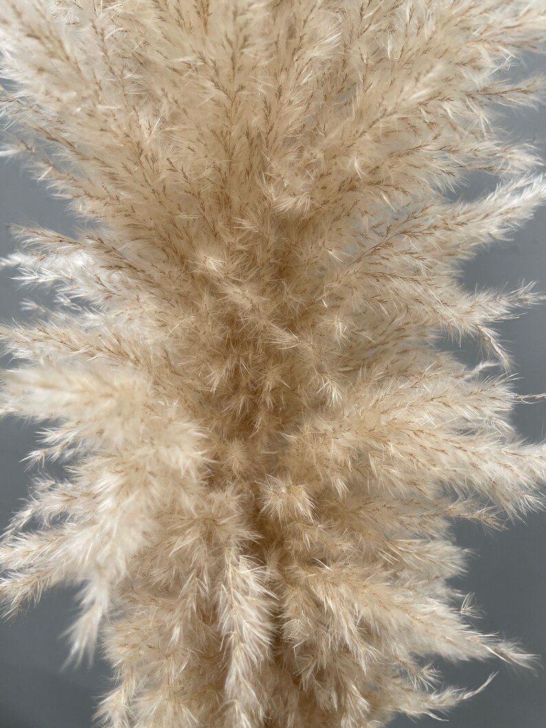 4FT Jumbo Xtra Fluffy Soft Pampas Grass / Natural Beige Fluffy Etsy