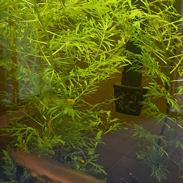 Water wisteria Live Aquatic Plants