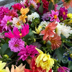 May include: A bouquet of colourful dahlia flowers in various shades of pink, red, orange, yellow, and white. The flowers are arranged in a vase and are in full bloom.