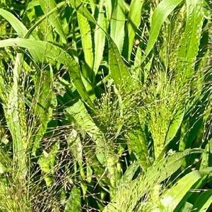 May include: Close-up of a patch of green grass with long, thin blades and feathery seed heads.