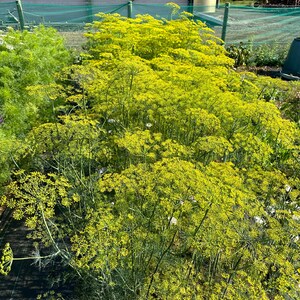 May include: A large patch of dill plants in full bloom with yellow flowers. The plants are growing in a garden setting with a green net fence in the background.