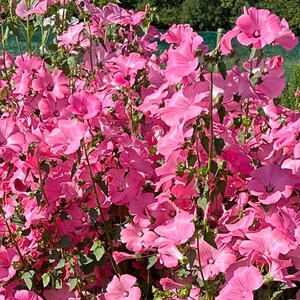May include: A profusion of pink flowers in a garden setting. The image features numerous blooms in shades of pink, with green leaves and stems. The background includes trees and a hint of blue sky, creating a natural, colourful scene.