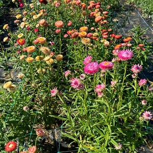 May include: A field of strawflowers in various shades of pink, orange, and yellow. The flowers are growing in rows and are surrounded by green foliage.