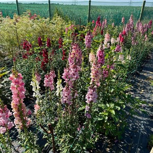 May include: A field of pink, white and red snapdragon flowers growing in rows. The flowers are tall and slender, with a green background.