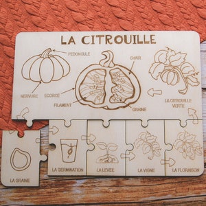 Puzzle éducatif en bois LA CITROUILLE, un 2 en 1 pour apprendre le cycle de vie et l'anatomie de la citrouille