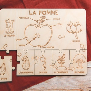 Educational wooden puzzle THE POMME, a 2 in 1 to learn the life cycle and anatomy of the apple