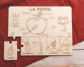 Puzzle éducatif en bois LA POMME, un 2 en 1 pour apprendre le cycle de vie et l'anatomie de la pomme