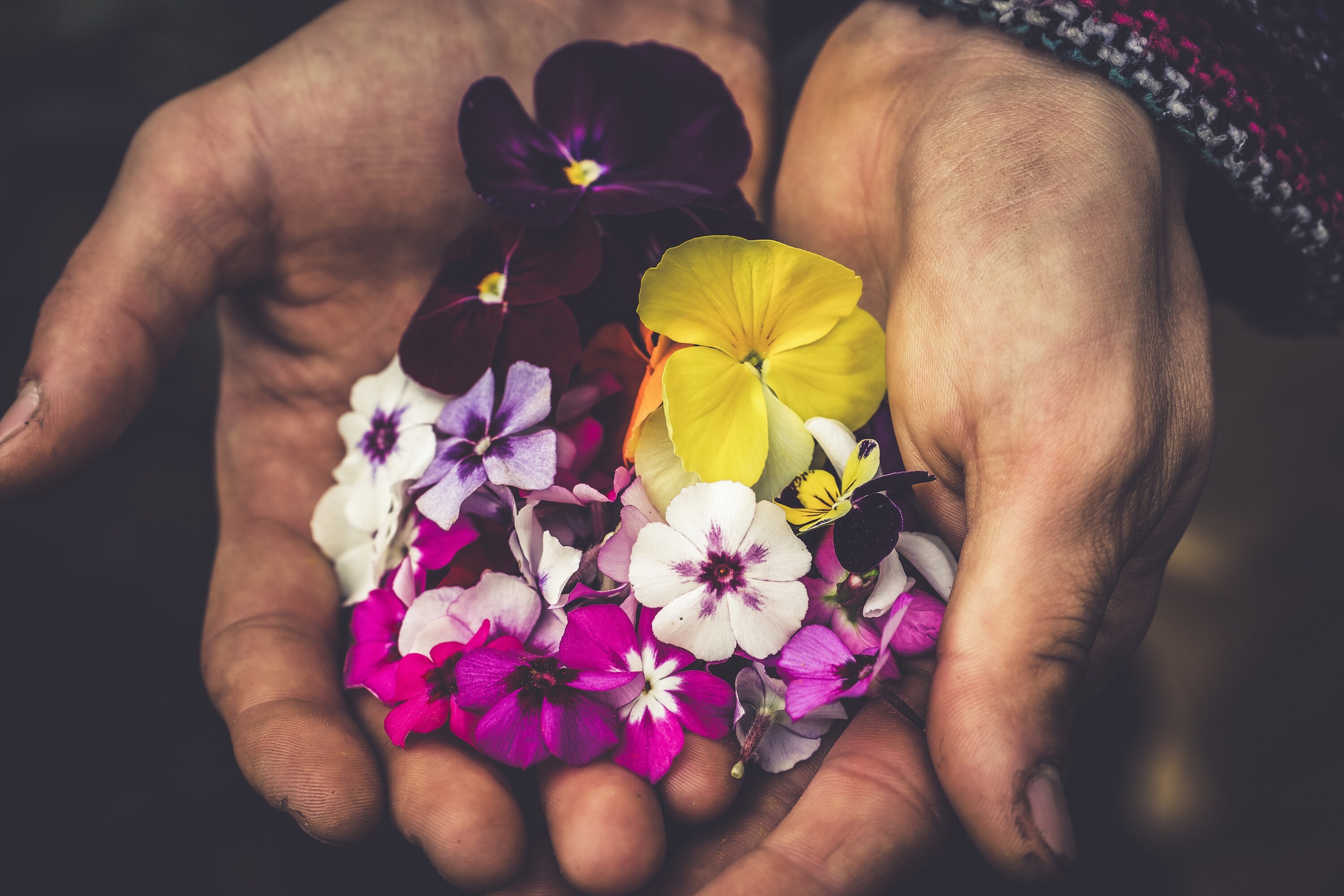 Edible Dried Pansies 6080pcs 2gr Food Decorations the Art Etsy Australia