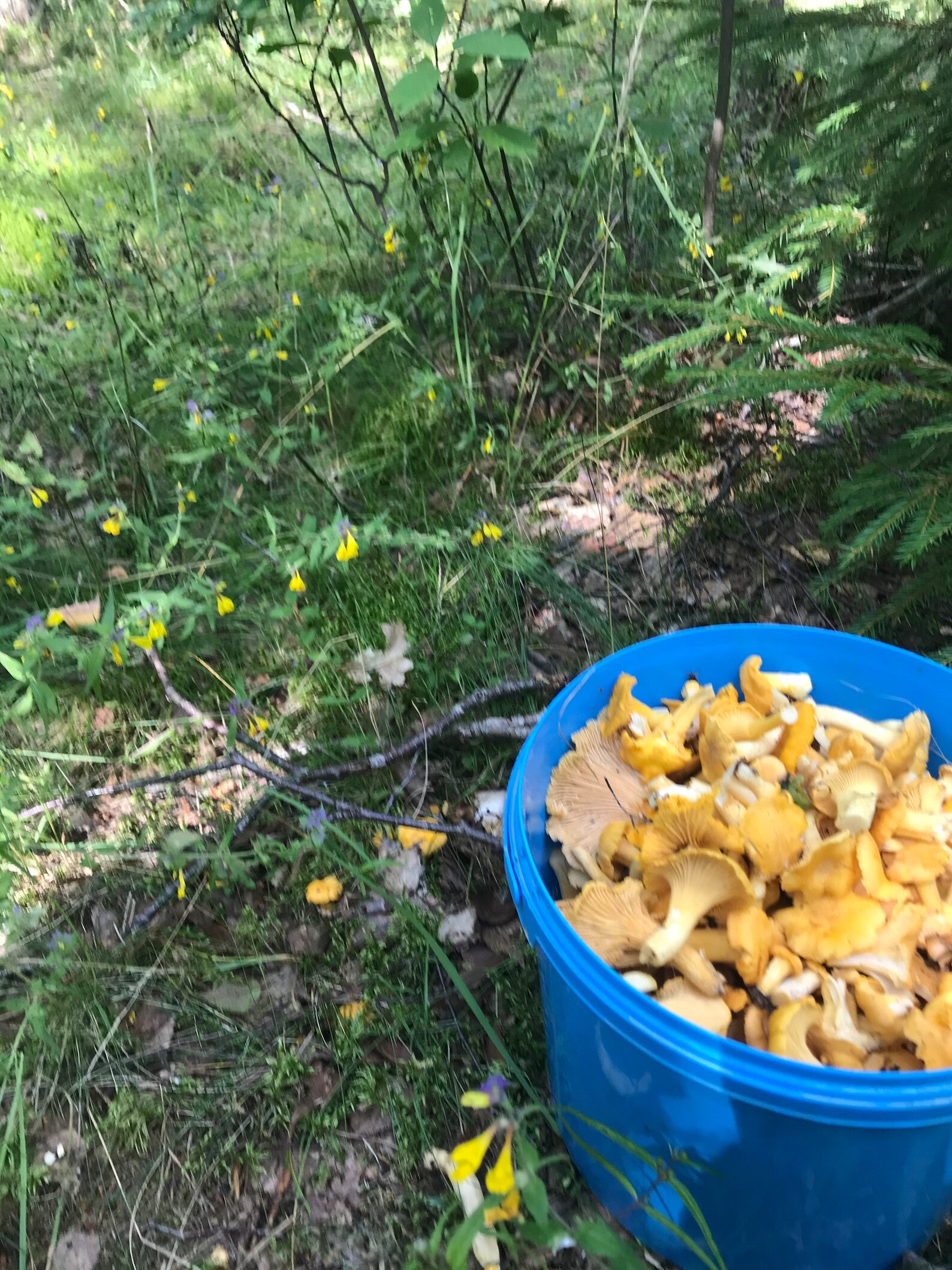 Dried Chanterelle Mushrooms Gourmet Grade Wild Not Cultivated Etsy