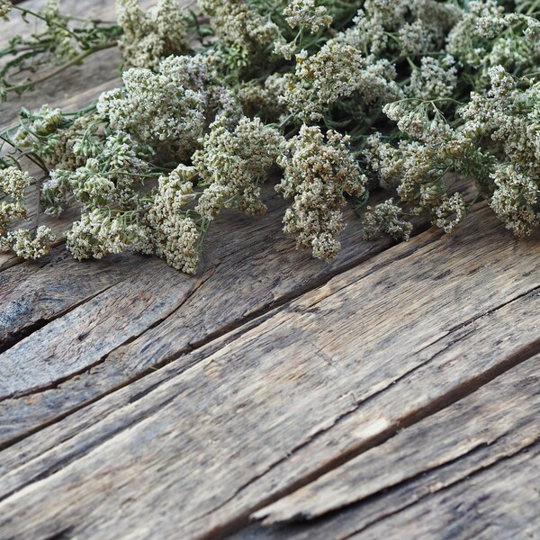 Schafgarbenblütentee, Heilpflanze, Blutreiniger, Achillea millefolium, gesunder Tee