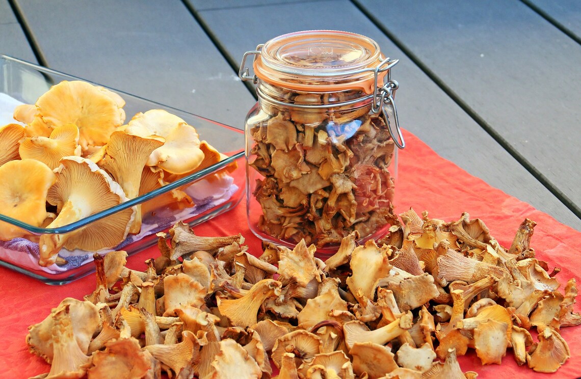 Dried Chanterelle Mushrooms Gourmet grade Wild not Cultivated Etsy