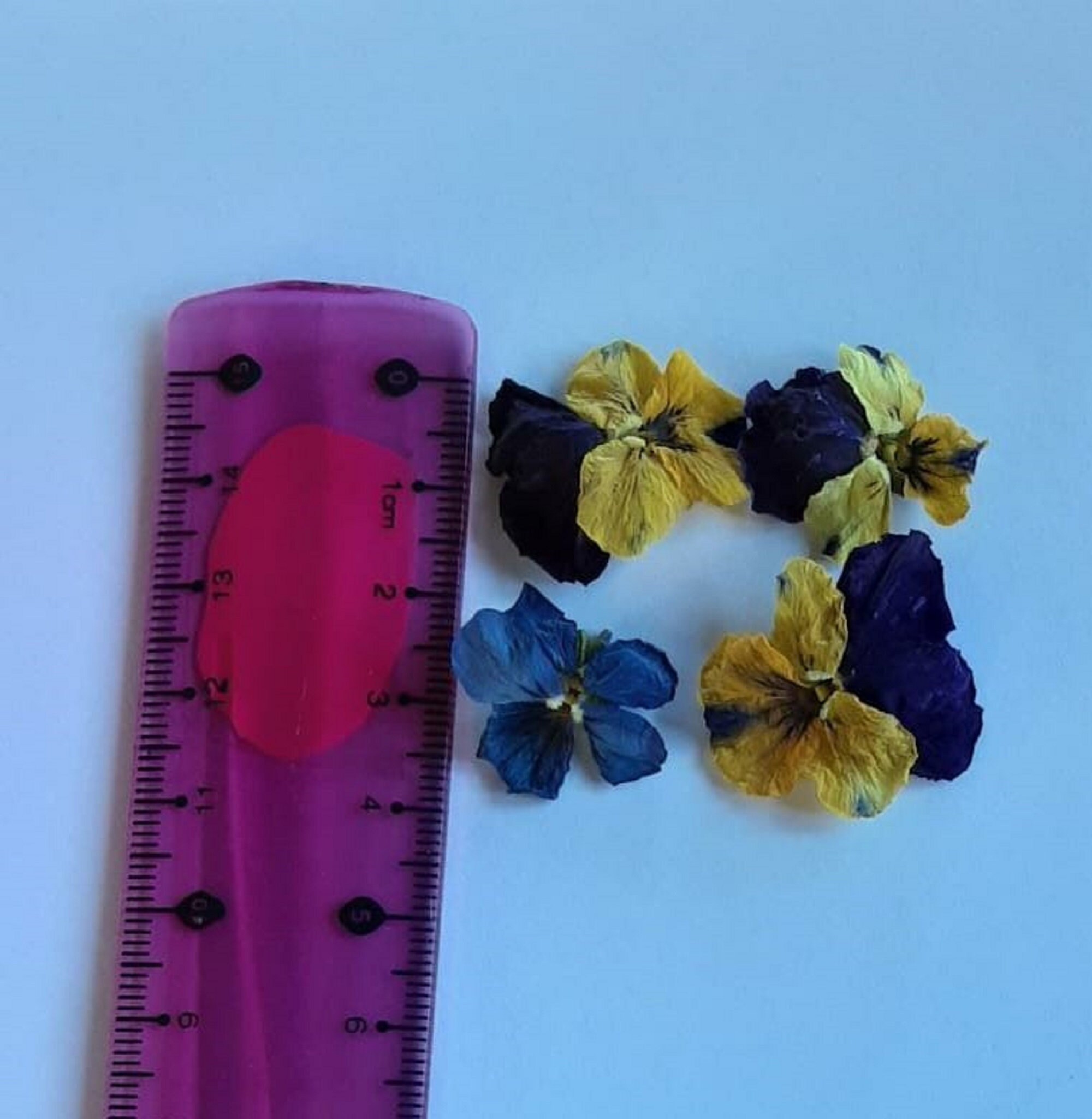 Edible Dried Pansies 6080pcs 2gr Food Decorations the Art Etsy