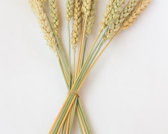 50PCS tallos de trigo / pasto de trigo / paquete de trigo decoración del hogar a base de plantas / arreglo floral