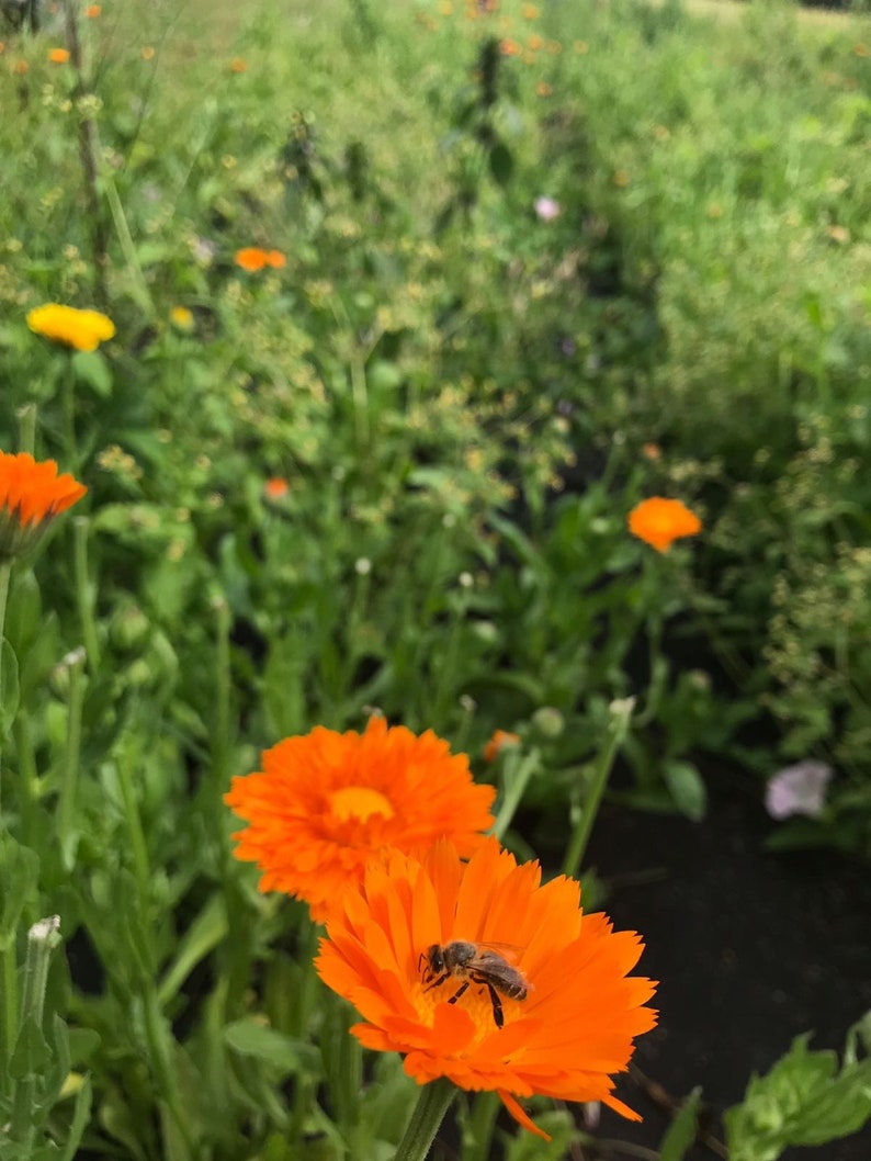 Edible Flower Calendula Petals 100 Naturalno Additives Etsy