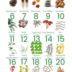 Może przedstawiać: Plakat edukacyjny przedstawiający liczby od 1 do 20 z odpowiadającymi im obiektami naturalnymi. Zawiera szyszkę, pióra, liście, kamyki, żołędzie, liście paproci, muszle, bazie, jagody, patyki, liście kamfory, trawy, liście koniczyny, porosty, liście klonu, owoce dzikiej róży, mniszki lekarskie, kamienie rzeczne, korę i rajskie jabłonie.
