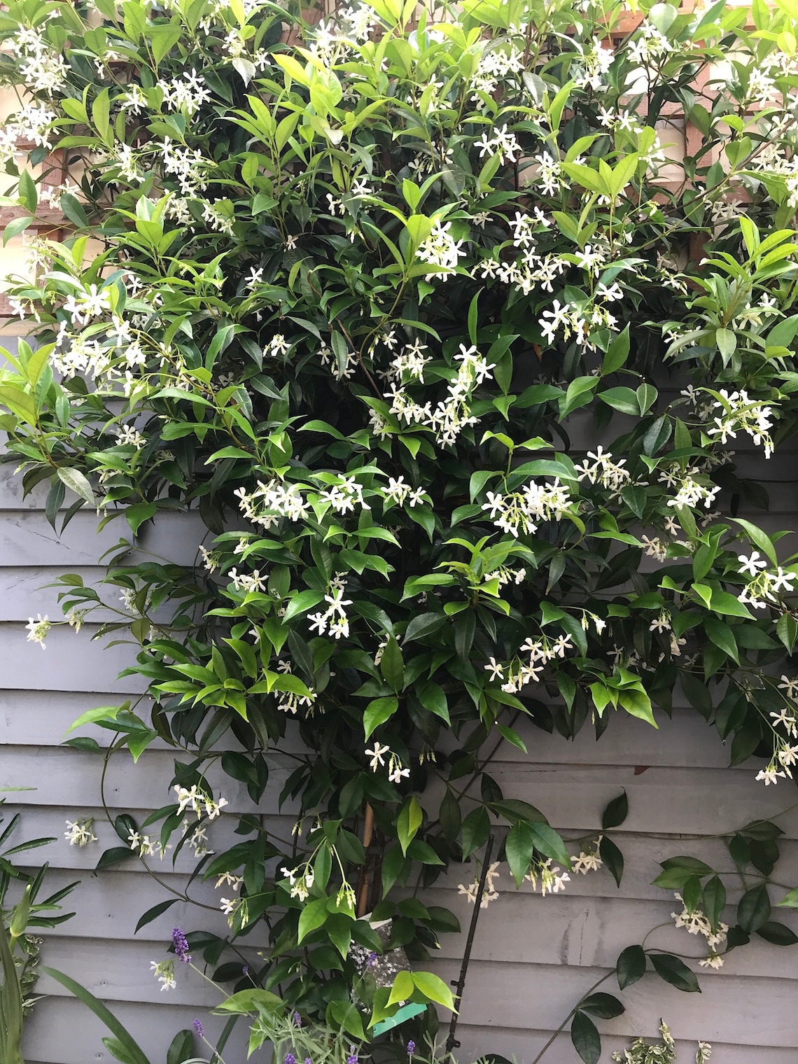 Star Jasmine Evergreen Climber Etsy UK