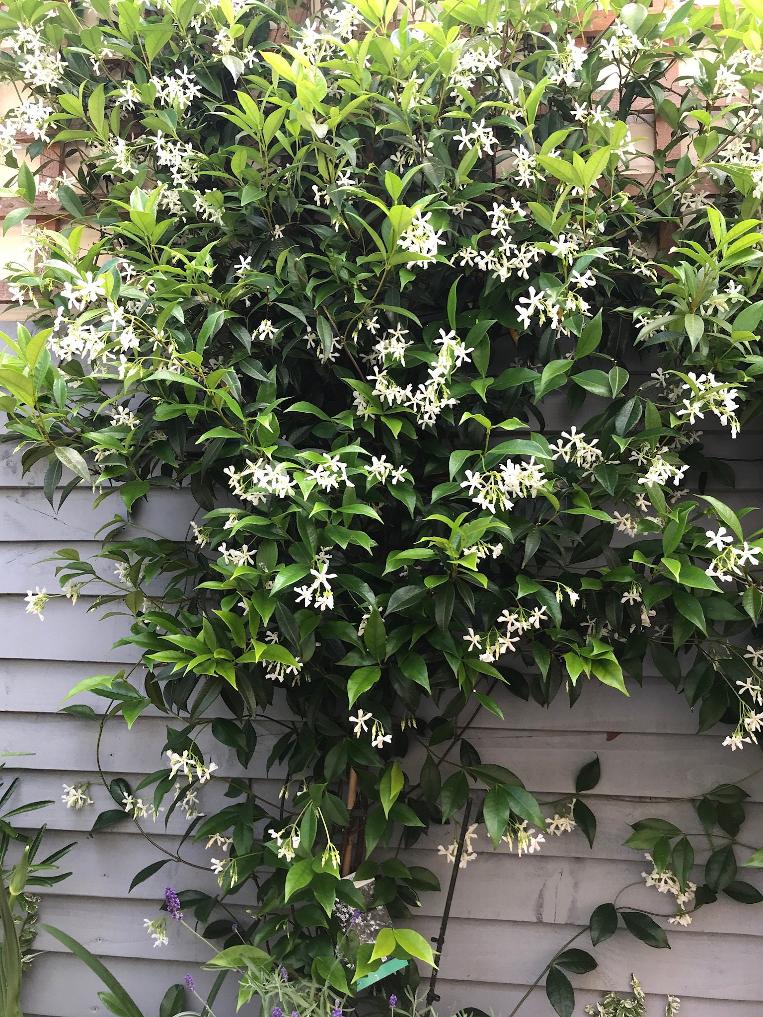 Star Jasmine Evergreen Climber Etsy UK