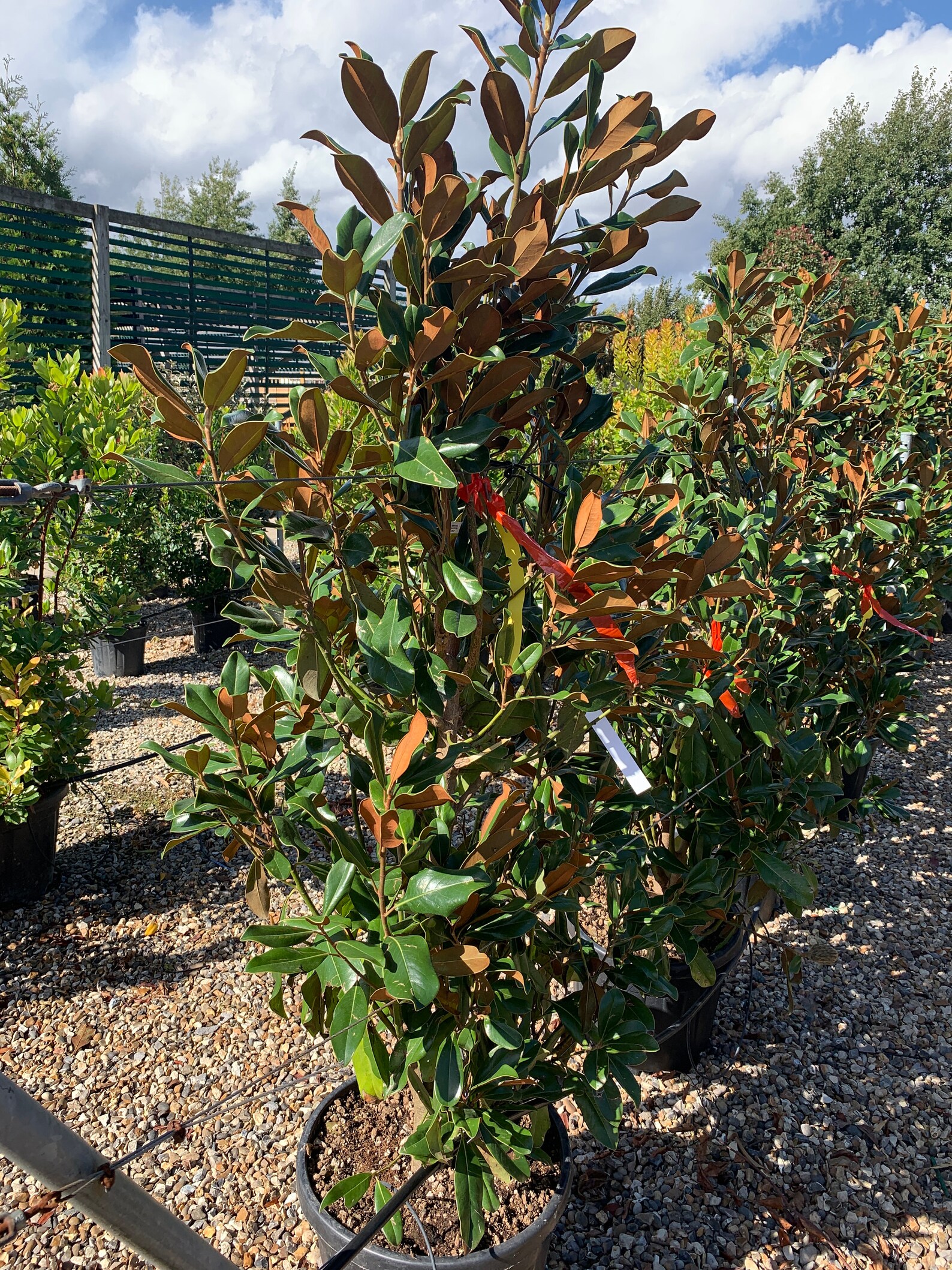 Star Jasmine Evergreen Climber Etsy UK