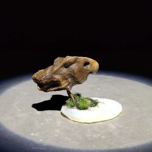 China Natural stone Mountain stones Bonsai Suiseki alashan desert gobi stone 戈壁石badashanren bird