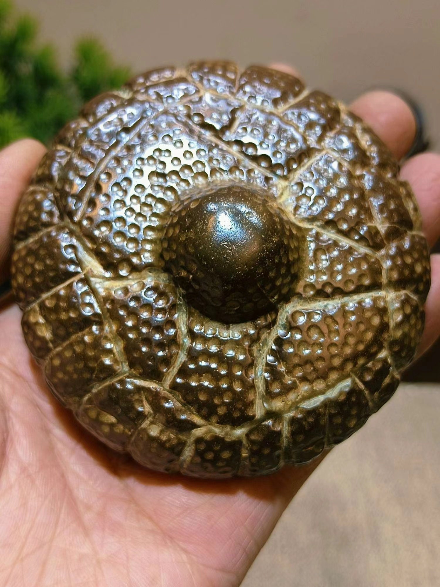 大型盆栽大　花台　貝模様 現在の展示 Current Exhibition 真柏 銘 寿雲 A-007 樹形：模様