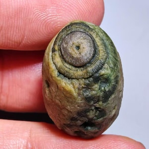 May include: A close-up of a small, oval-shaped rock with a unique pattern. The rock features concentric circles in shades of brown and tan, resembling an eye. The outer surface is a mix of green and yellow, with a rough texture.
