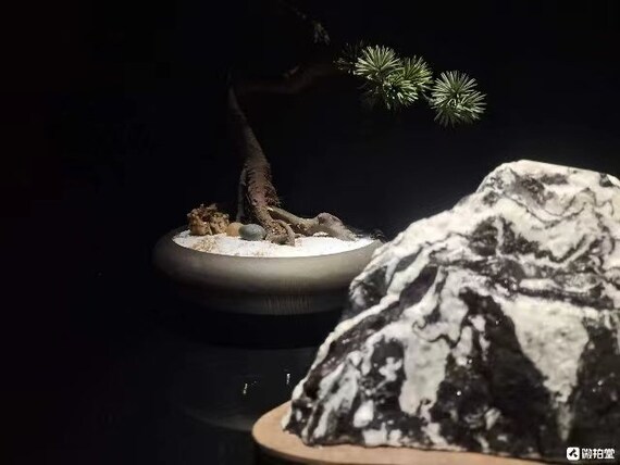 pots for bonsai plants Izumi Bonsai Oval Pot – Northcote Pottery main image 0