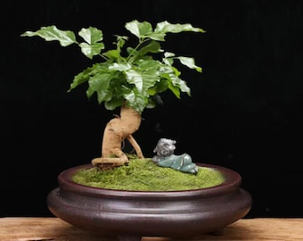 pot à bonsaï poterie zisha yixing 004