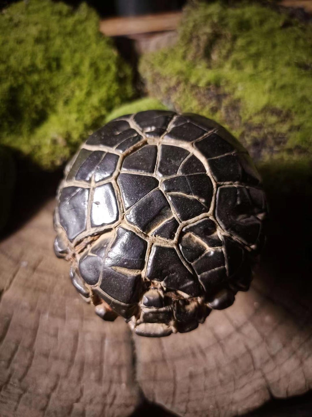 中国天然石「亀甲模様」石モアレ石 071101 - Etsy 日本