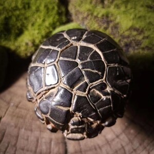 China Natural stone "tortoise back pattern" stone Moire stone 071101