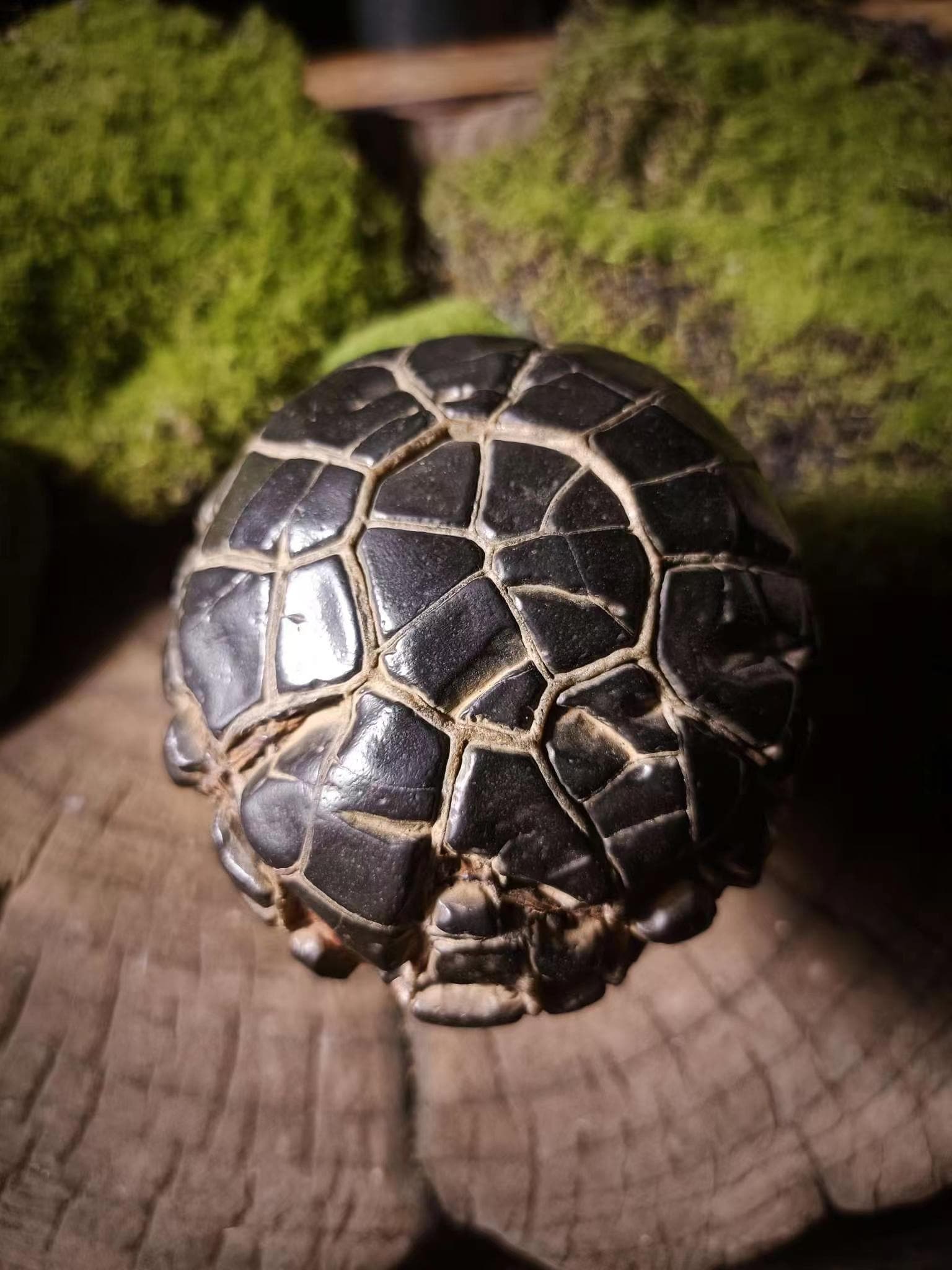 中国天然石「亀甲模様」石モアレ石 071101 - Etsy 日本