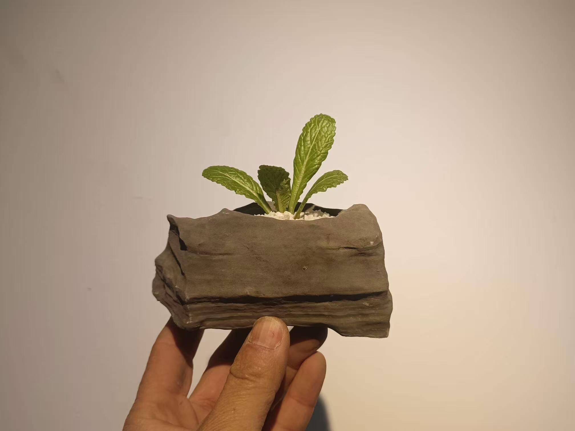 bonsaichina - Etsy 日本