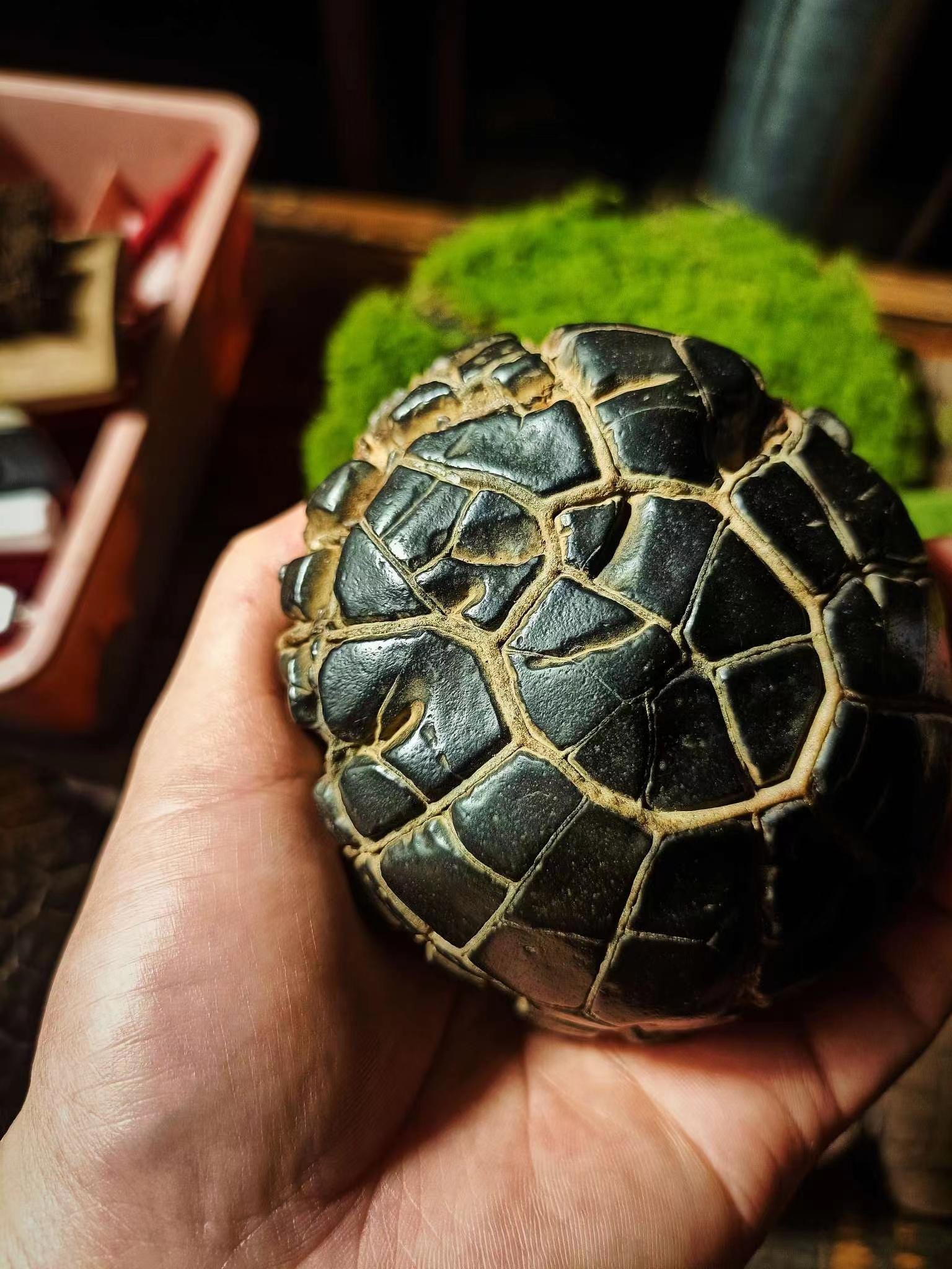 亀石(天然石) il_fullxfull.6165783825_el35.jpg