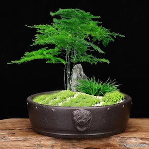 以下が含まれることがあります： 装飾的な龍のデザインが施された、小さく丸い茶色の陶器製のプランター。プランターには緑色の苔、小さな石、小さな緑色の植物が植えられています。