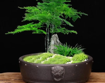 Pot à bonsaï en poterie Zisha yixing 001