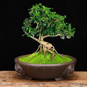 May include: A small bonsai tree with green leaves and a thick, gnarled trunk. The tree is planted in a brown ceramic pot with a green moss base.