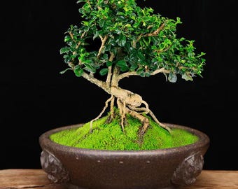 Pot à bonsaï en poterie Zisha yixing 003