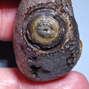 May include: A dark brown, oval-shaped rock with a prominent circular pattern resembling an eye. The center of the circle is a lighter color, surrounded by concentric rings of varying shades of brown and yellow. The rock has a rough, textured surface.